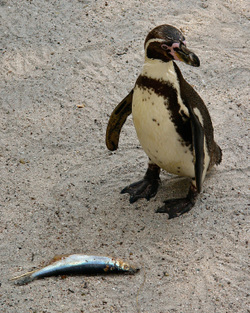 Penguin and Intended